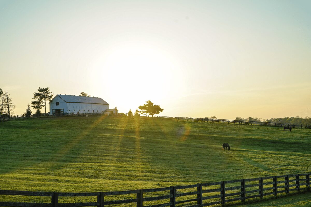 Rural Kentucky horse farm with a large white barn, fenced green pastures and grazing horses in evening sunlight.