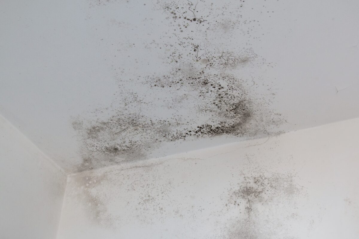 Dark mold-like spotting across an interior ceiling and upper walls, with visible surface cracking.